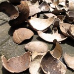 coconut shells from the beach